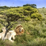 lions wait
